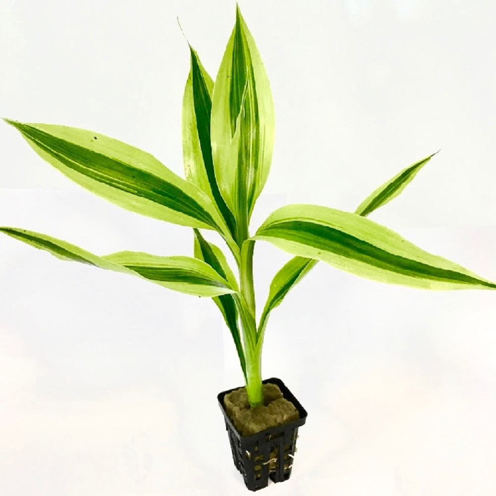 Dracaena Sanderiana In Pot Achtergrond Jarathana